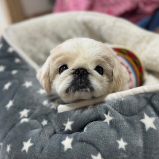 わがままも愛しい【アロくん】