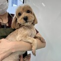 みーちゃん(４歳)トイプードル×マルチーズ♀