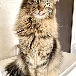 【5/12東銀座】シナモンくん1歳半♪