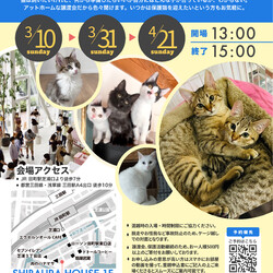 みなとねこ保護猫譲渡会＠東京芝浦（JR田町駅徒歩7分）