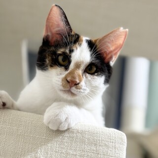 おしゃべり三毛の【きび】