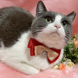 おっとり優しい♪グレー白のハチワレ『ハナちゃん』