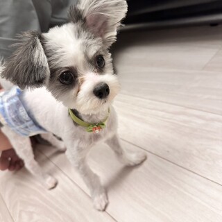 マルチワの男の子