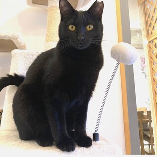 お膝に乗る黒猫のサラちゃん