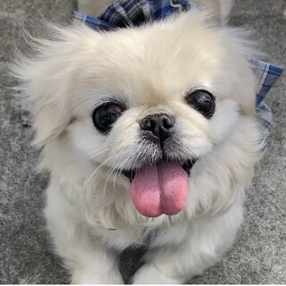 あご乗せ大好き♡甘えん坊の女の子モネちゃん