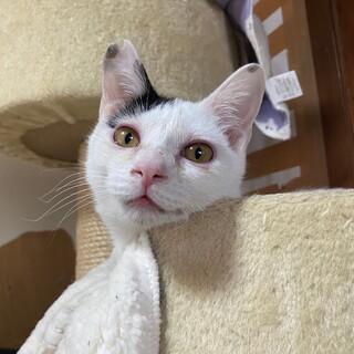 人馴れOK子猫ちゃん・白黒の男の子