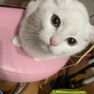 5ヶ月程の女の子です