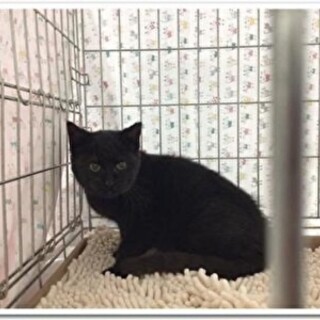 【2/25⭐️堺東にて譲渡会】参加猫クーマちゃん