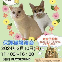 花ねこ譲渡会