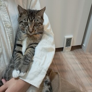 甘えん坊ソックス柄の男の子のおうち募集！