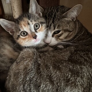 雑種メス3匹、とっても可愛い子供達です！