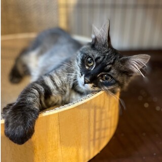 【3/31芝浦】もふもふ超個性派長毛メイプル