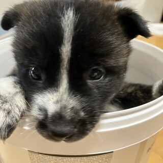一旦募集停止人慣ればっちり