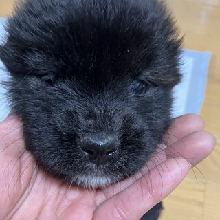 一旦募集停止もじゃ君。もこもこな毛並みです。