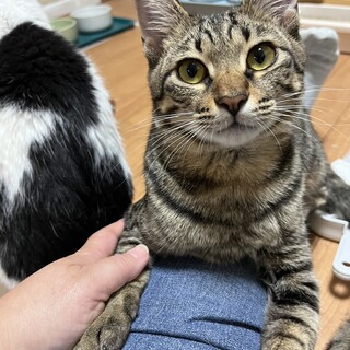 甘えんボーイのモス吉