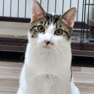 水玉模様（牛？）超怖がりでも頑張ってます　兄弟