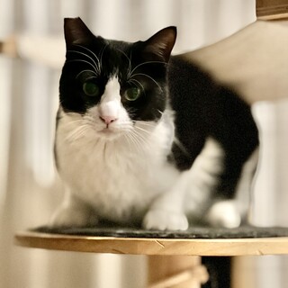 白黒ハチワレの男の子♡ずっとのおうちを探しています