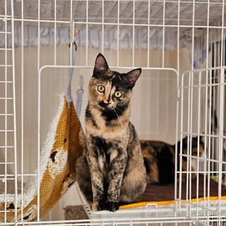 サビ猫好きさんにはたまらない可愛さ