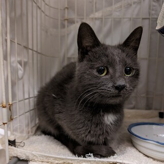 能登の猫、くーちゃん、超甘えん坊【お見合い決定】