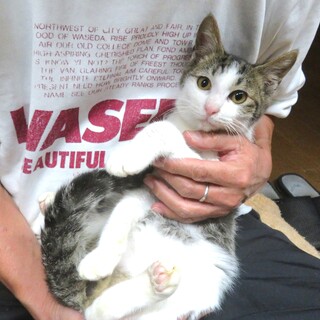 能登の猫、たまちゃん、超甘えん坊