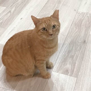 賢くて優しい❤️茶トラの和栗ちゃん
