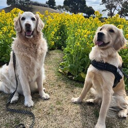 お便り✿.•¨•.¸¸.•¨•.¸¸❀✿❀