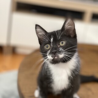 黒白ミックス（やんちゃです）