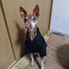 甘えん坊のミニピン　のすけくん サムネイル3