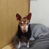 甘えん坊のミニピン　のすけくん サムネイル5