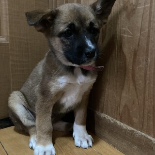 保健所からレスキュー！　元気なモモカちゃん！