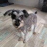 ミニチュアシュナウザー　男の子♂　6歳 サムネイル3