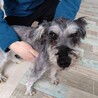 ミニチュアシュナウザー　男の子♂　6歳 サムネイル4