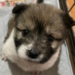 中型雑種の子犬【高菜】女の子です