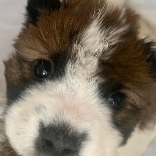 中型雑種の子犬【おかか】男の子です