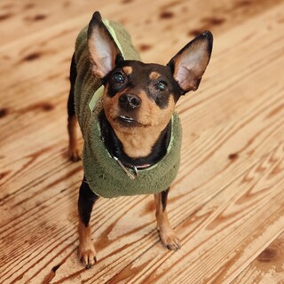 トムくん　甘えっこの男の子です(ミニピン)　