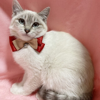 モフモフ！ブルーアイのシャムMIX『ぼたん』４ヶ月