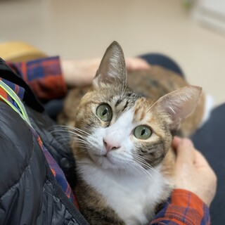 ★白足袋白手袋★せな★添い寝猫抱っこ好き