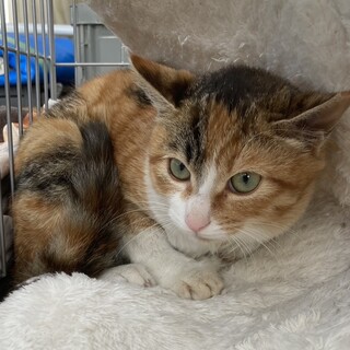 美猫　元気な三毛猫ミアちゃん