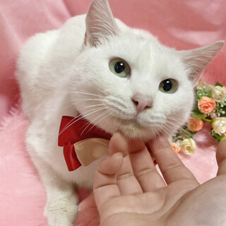 白猫ツインズ！おっとり優しい『ふぶき君』５ヶ月