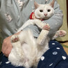 白猫ツインズ！おっとり優しい『ふぶき君』５ヶ月 サムネイル5