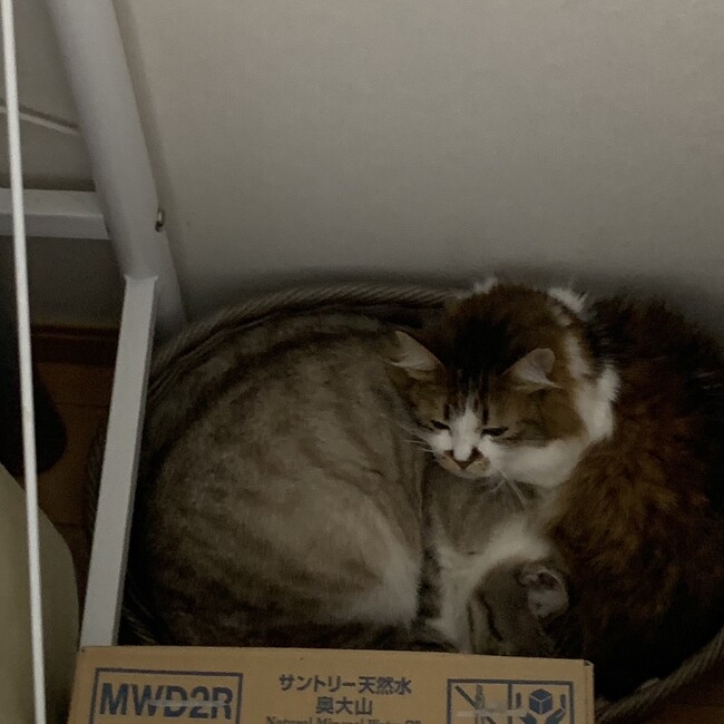 ゆーけのカバー写真