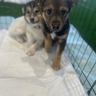 おっとり？クリクリお目目のバームくん