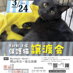 ほごっこ子猫の譲渡会（予約制）