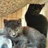 ★グレー子猫のしょこたん　2匹setで！ サムネイル5