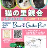 ★グレー子猫のしょこたん　2匹setで！ サムネイル7