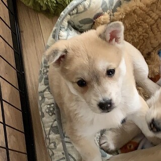 募集中止　賢い雑種の女の子