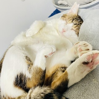 おっとりマイペースな男の子!!【FIV陽性】