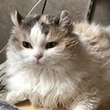 おとなしい！京都市・甘露ちゃん