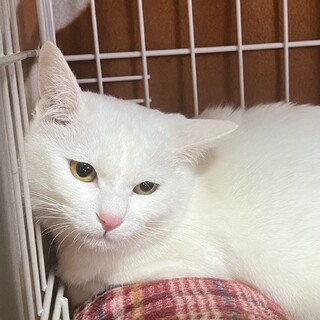 里親決定。白猫テレサ避妊済み