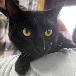 里親決定。サンゴ君1歳去勢済み